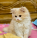 Persian kitten